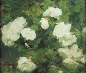Rosas brancas